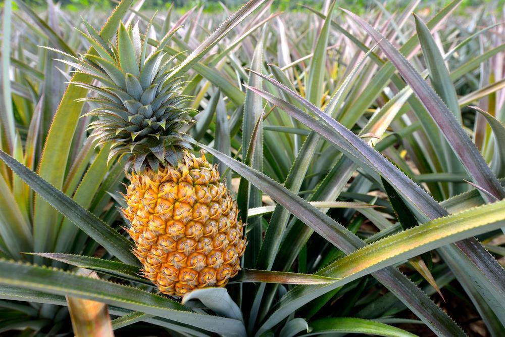 pineappcle farm