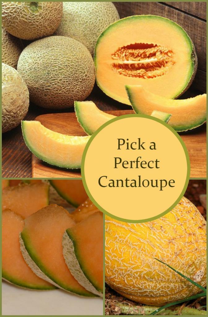 pick a perfect cantaloupe