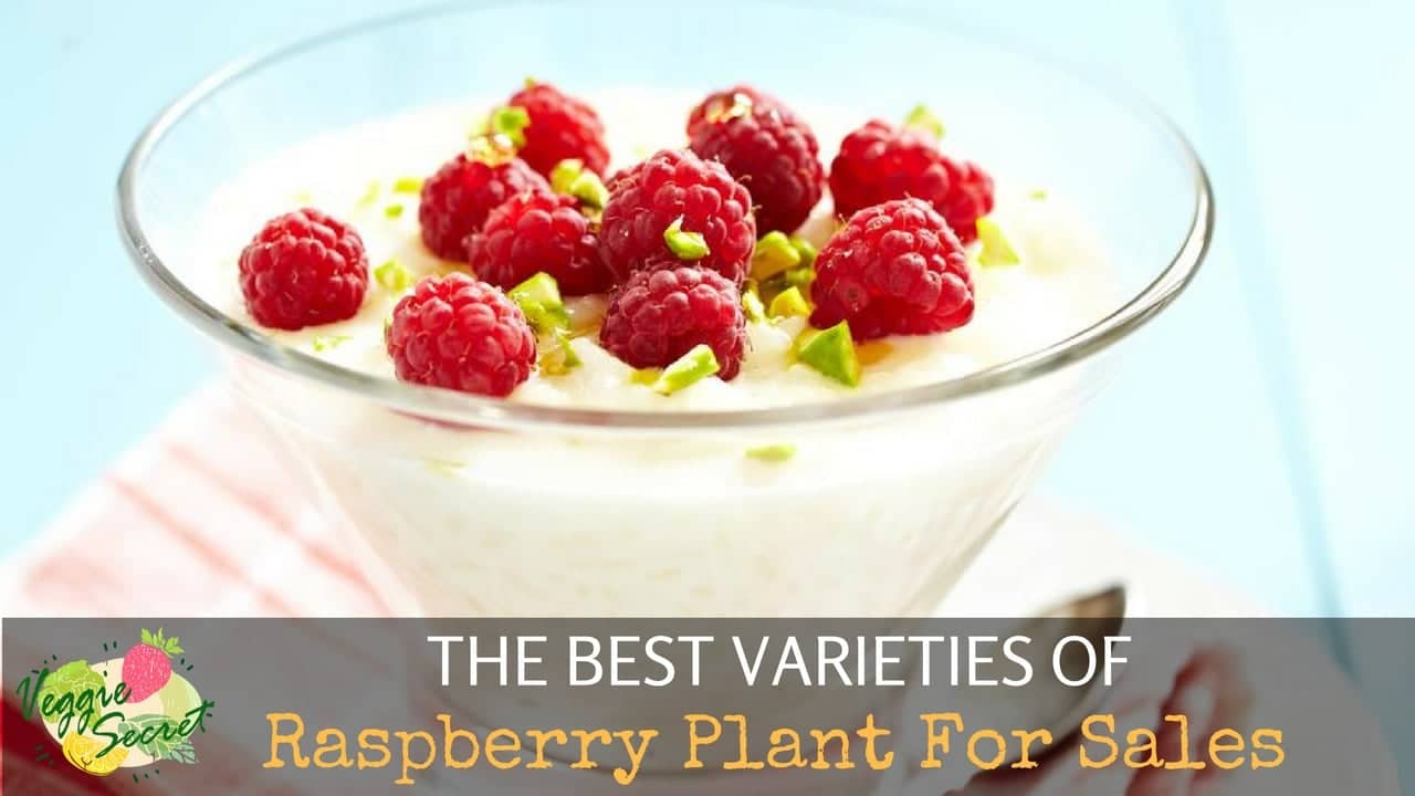 The Best Varieties of Raspberry Plants For Sale