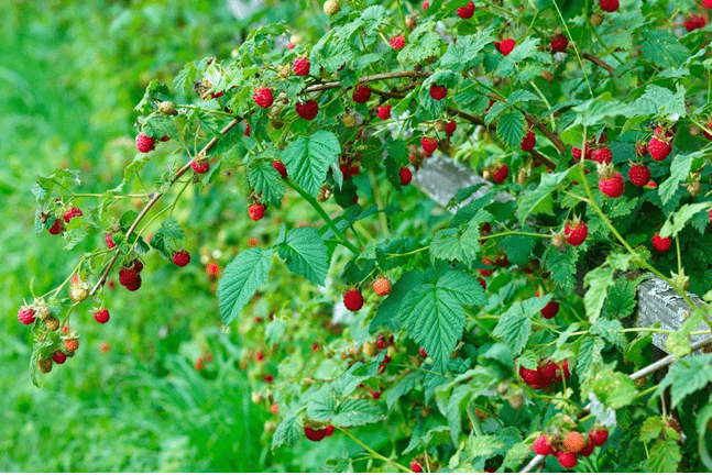 Raspberry Varieties to Plant